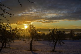 Sunrise, meadow orchard, winter
