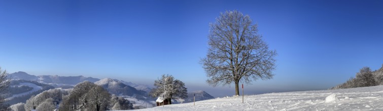 Winter lime tree with snow, panorama of Jura mountain range, Wisen, Solothurn, Switzerland, Europe