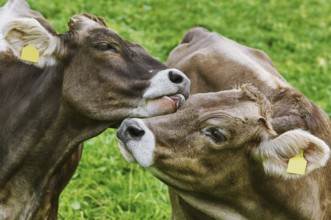 Dairy Cattle in the Traditional Pasture. Bolsternang, Germany Bolsternang, Germany, Europe