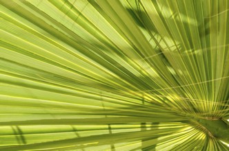 Leaf of young palm tree. Closeup of a green palm leaf, viewed from below. Green background texture