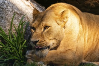 A resting lioness lies on the grass next to a log, Straubing Zoo, . Lower Bavaria