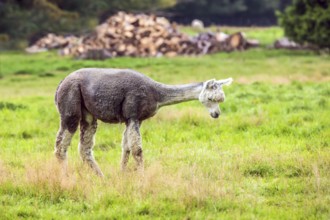 Charming gray llama after a haircut pasting on green grass. Animal breeding farm for wool and meat.