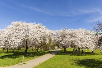 Spring on the banks of the Neustadt Elbe, Dresden, Saxony, Germany, Europe