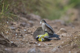 Eurasian sparrow hawk attacking Treron phoenicoptera, Ranthambhore, rajasthan, India, Asia