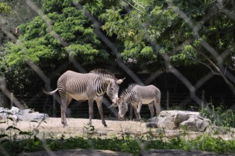 Grevy zebra in Smithsonian National Zoo, Washington D.C., USA United States Of America