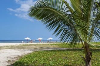 Coconut palm or coconut palm (Cocos nucifera), parasols, Flic en Flac Beach, beach, Indian Ocean,