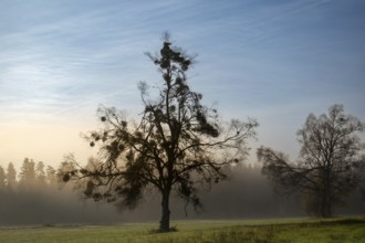 A single birch (Betula) overgrown with mistletoe (Viscum album) in a meadow at dawn with fog in the