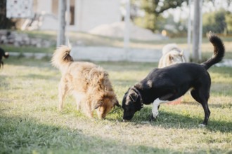 Two dogs sniffing the ground on a sunny lawn