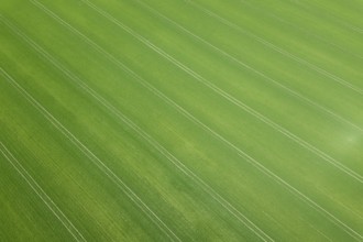 Green field spring season. Aerial view. Wheat