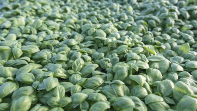 Fresh basil. Green basil. Green basil Food background. A lot of basil