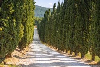 Cypress