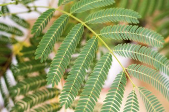 Mimosa (Mimosa Pudica) top-down composition. Decorative fern. Green leaves of young mimosa palm.