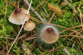 Fleshy-brownish helminth (Mycena metata) with helminth mould (Spinellus fusiger), Belicke,
