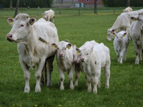 Cow with three calves standing on a green pasture with other cows in the background, weseke,