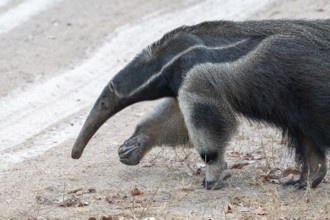 Giant anteater (Myrmecophaga tridactyla), at dusk, in front of sunrise, Pantanal, inland, wetland,