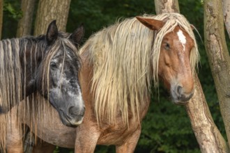 Draft Horse portrait in a pasture in the french country