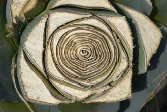 Agave from mediterranean cut leaves texture pattern
