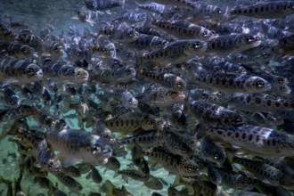 River Trout swim underwater, Trout underwater scene, Trout farm