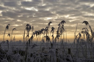 Silhouettes of reed in front of a beautiful sunset close to Sliedrecht in the Dutch region