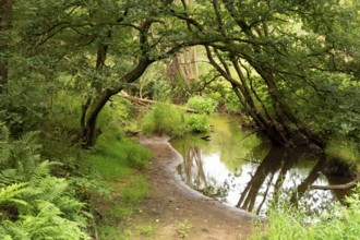 View at the Leubeek brook in the nature reserve Leudal close to the Dutch village Haelen in the