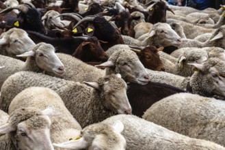 Flock of sheep passing through a cattle route. Close-up view