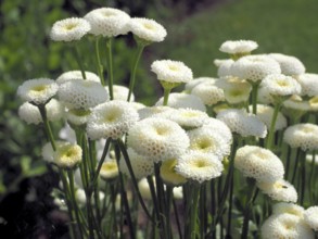 Tanacetum parthenium Madonna
