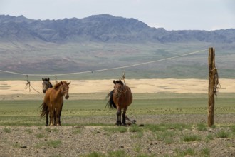 Mongolian horses tied on a rope holder in Gobi desert, Mongolia, Asia