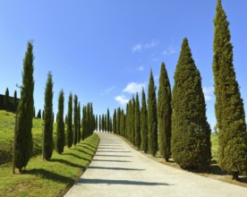 Road on a hill with cypress trees in Tuscany, Italy, Europe