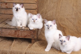 SACRED BIRMAN CAT, SACRED CAT OF BIRMA, BIRMAN CAT, LITTER, KITTEN