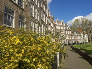 Terraced house facades with flowering shrub in the foreground and blue sky in the background,