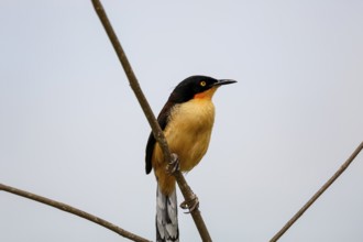 Beautiful Black-capped donacobius perched on a bare branch against bright sky, close up, Mato
