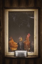Hens in the Barred Window of Hen House Bolsternang, Germany, Europe