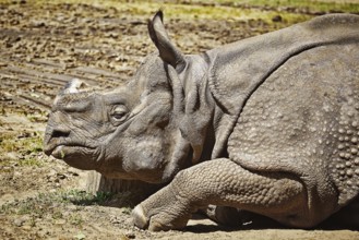 Close-up Portrait of Black Rhinoceros (Diceros Bicornis) Nyiregyhaza, Hungary, Europe