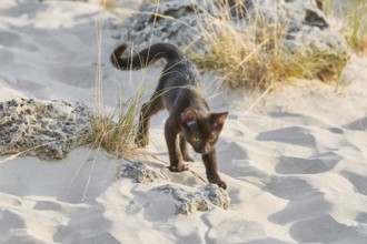 Little Black Kitten Walking by the Desert