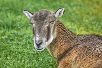 Potrtrait of a Sheep against Green Background Obermaiselstein, Germany, Europe