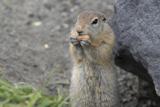 Expression Arctic ground squirrel eating cracker holding food in paws. Cute curious wild animal of