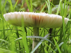 Mushroom Parasol mushroom (Macrolepiota procera), North Rhine-Westphalia, Germany, Europe