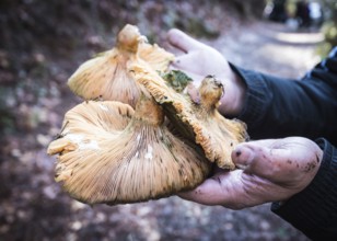 Human hand holding freshly cut healthy mushrooms