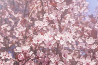 Spring Cherry blossoms Background, Blossoming cherry Close Up
