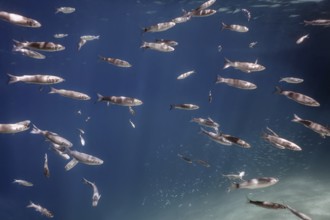 Fish School Underwater. Fishes underwater background