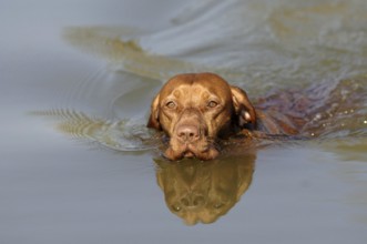 Magyar Viszlar, bitch, swimming in the water