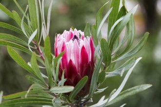 Limestone sugarbush, Protea obtusifolia, South Africa, Africa