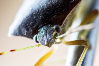 Macro shot of stinkbug head