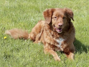 Typical Nova Scotia Duck Tolling Retriver in the summer garden