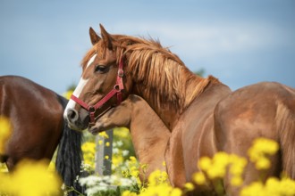 Portrait of chestnut dam mare posing in yellow blossom pasture against dramatic sky