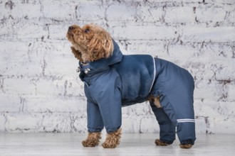 Small funny dog of brown colour with curly hair of toy poodle breed posing in clothes for dogs.