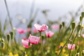 Poppies in spring, (Papaver rhoeas), Santorini Island, Cyclades, Greece, Europe