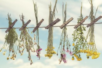 Different types of herbs dried in the shade on a rope against the blue sky. Shallow depth of field.
