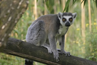 Catta on a tree trunk