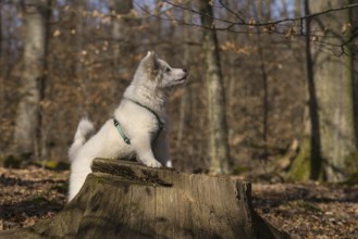 Island dog/puppy